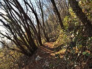 Monte Zucco (1232 m) ad anello in solitaria sui sentieri di casa (Zogno-300 m) 18nov闂????20 - FOTOGALLERY